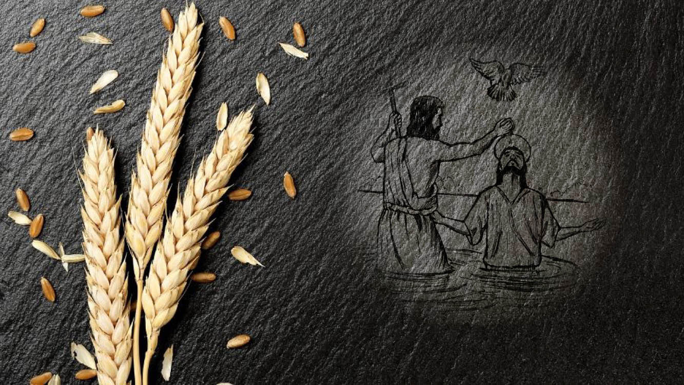 The Grain of Wheat & Fruit